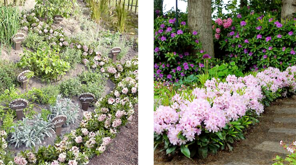 Inkarho rhododendrons